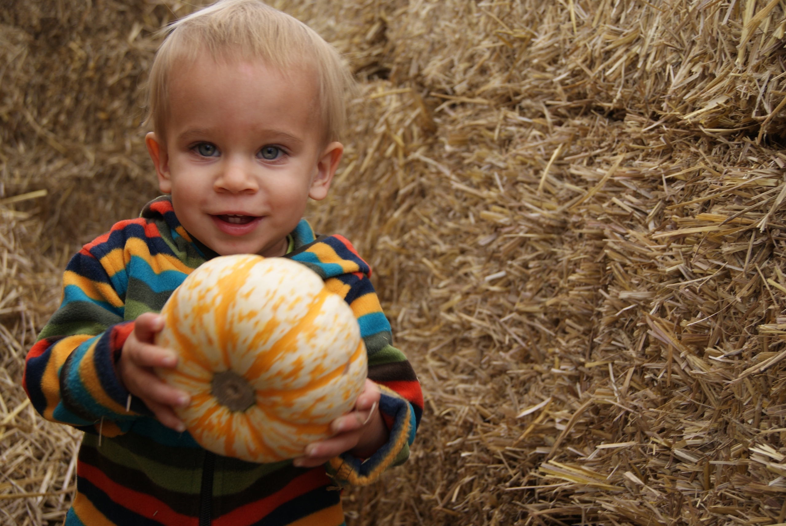 Pumpkin Maze / Britainy Zapshalla